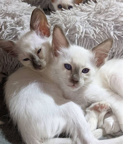 DIZZY is an adorable, 5 mo. . Balinese cat for sale denver